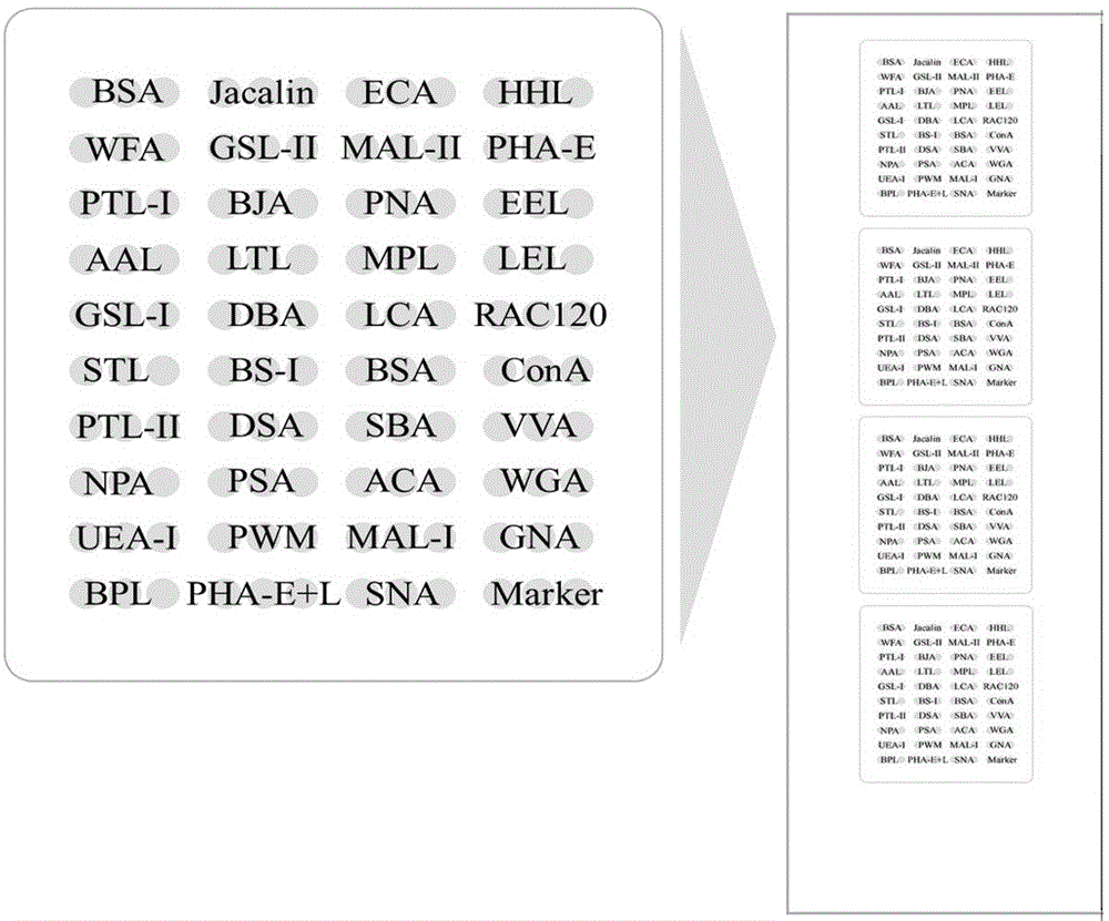 Lectin microarray for detecting carbohydrate chain marker based on sialoprotein and detection method of carbohydrate chain marker using same