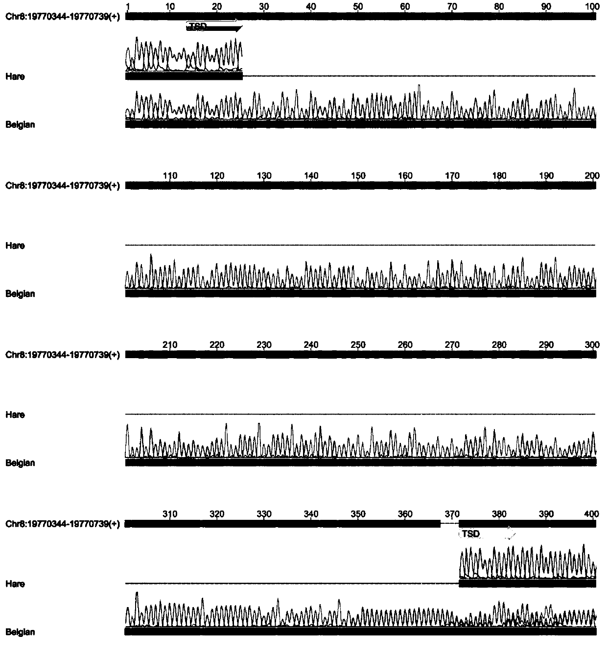 Molecular marker and method for identifying Belgian rabbit and hare