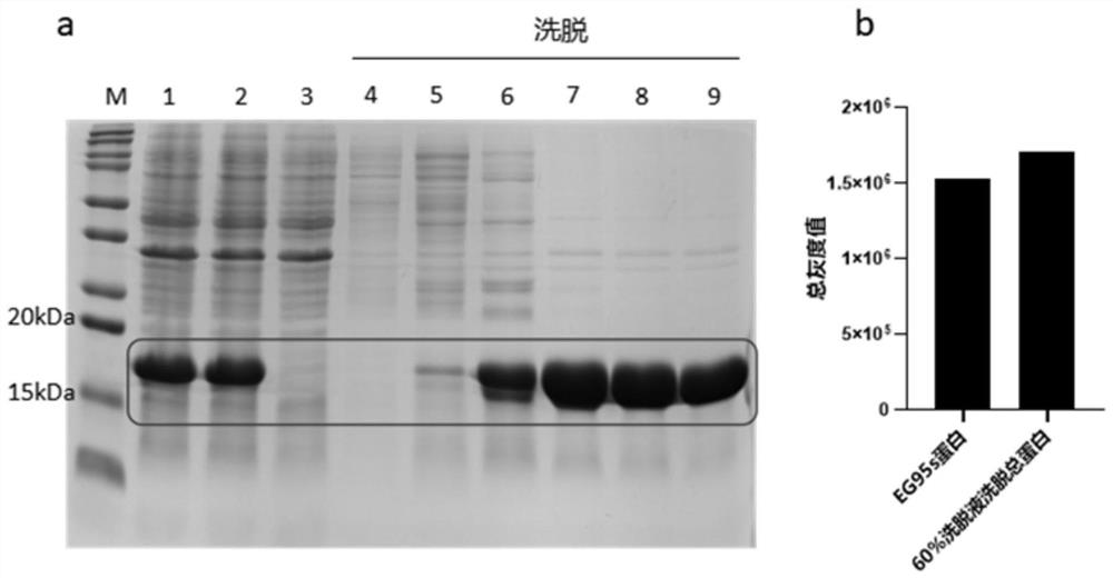 Echinococcus granulosus recombinant protein and preparation method thereof