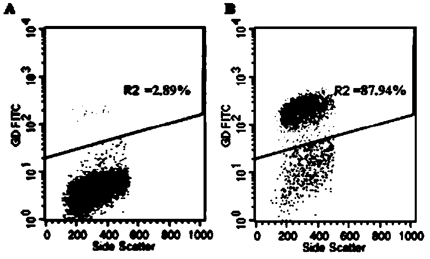 Application of quercitrin in preparation of human gamma delta T cell proliferator