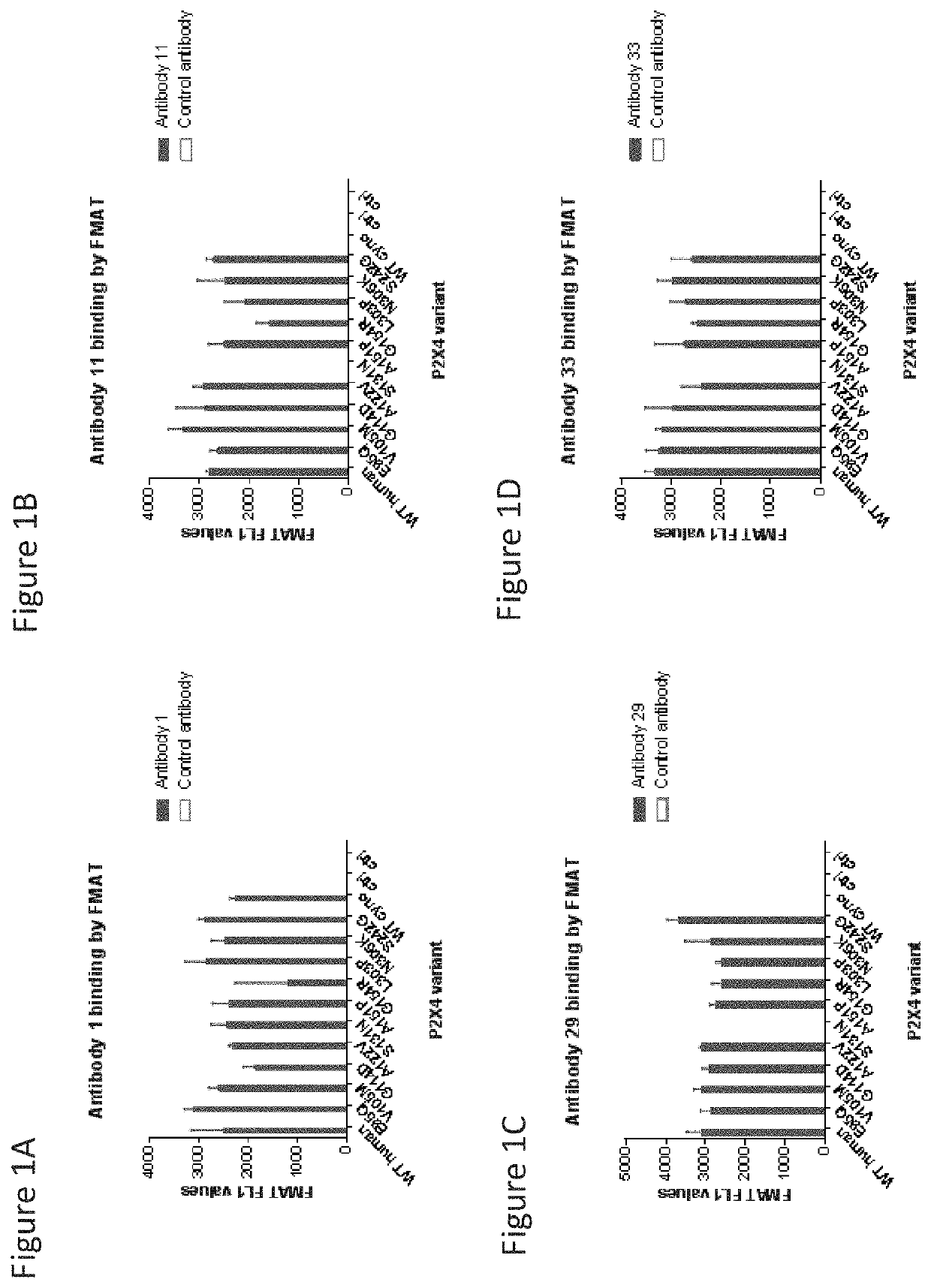 P2x4 antibodies & uses thereof