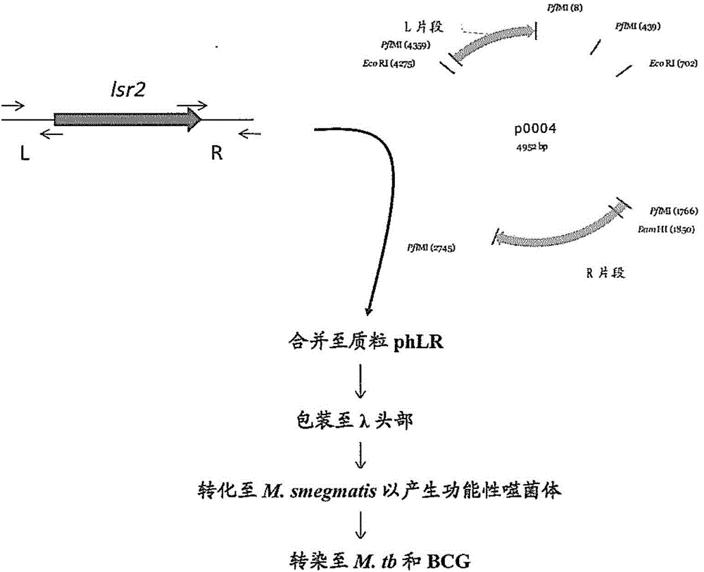 Modified bcg strains with reduced or eliminated activity of lsr2 and pharmaceutical composition comprising same