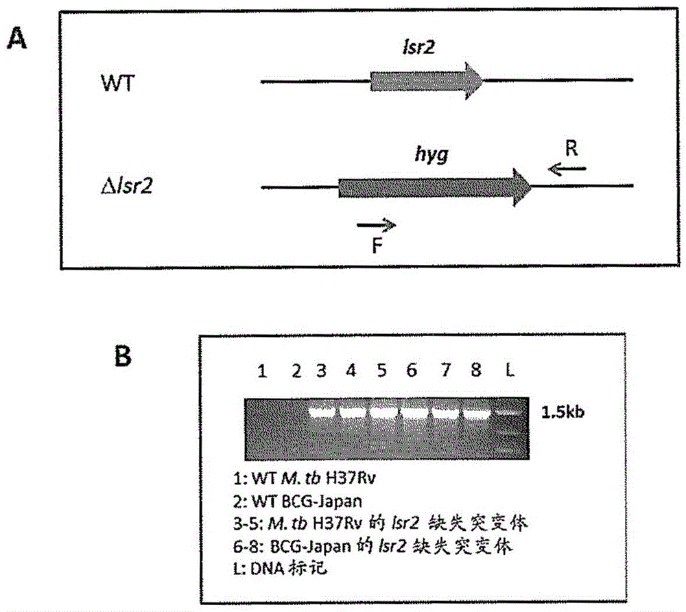 Modified bcg strains with reduced or eliminated activity of lsr2 and pharmaceutical composition comprising same