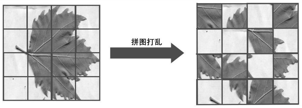 Plant leaf recognition system based on jigsaw disordered data disturbance mechanism