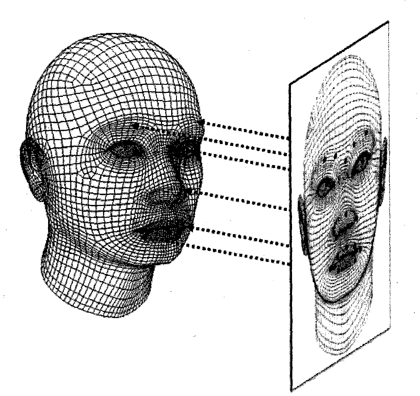 Method for automatically constructing three-dimensional face muscle model