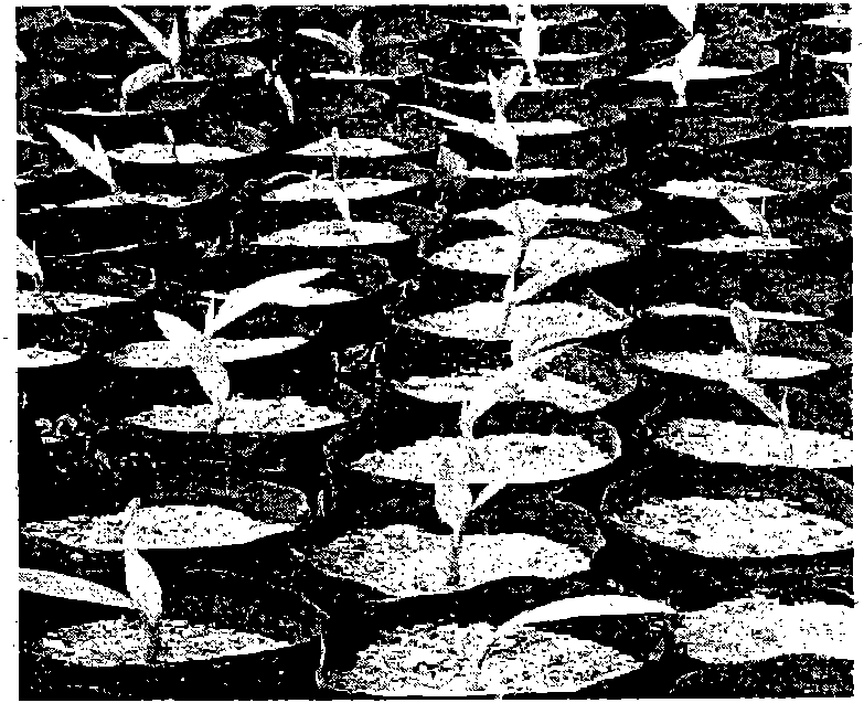 Methods of producing haploid and doubled haploid oil palms