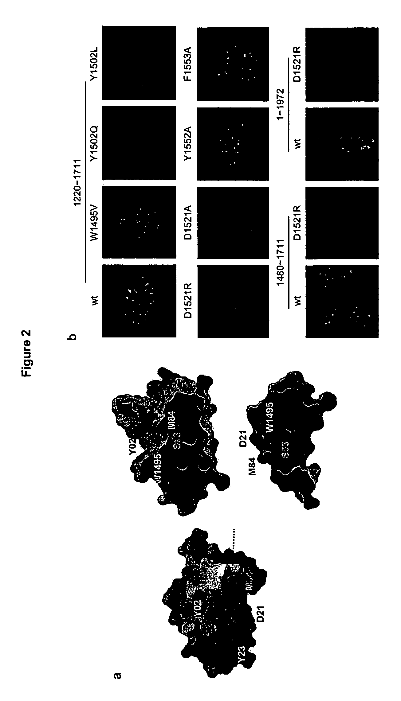 Methods of identifying an agent that modulates an interaction between 53BP1 and histone H3, and uses thereof