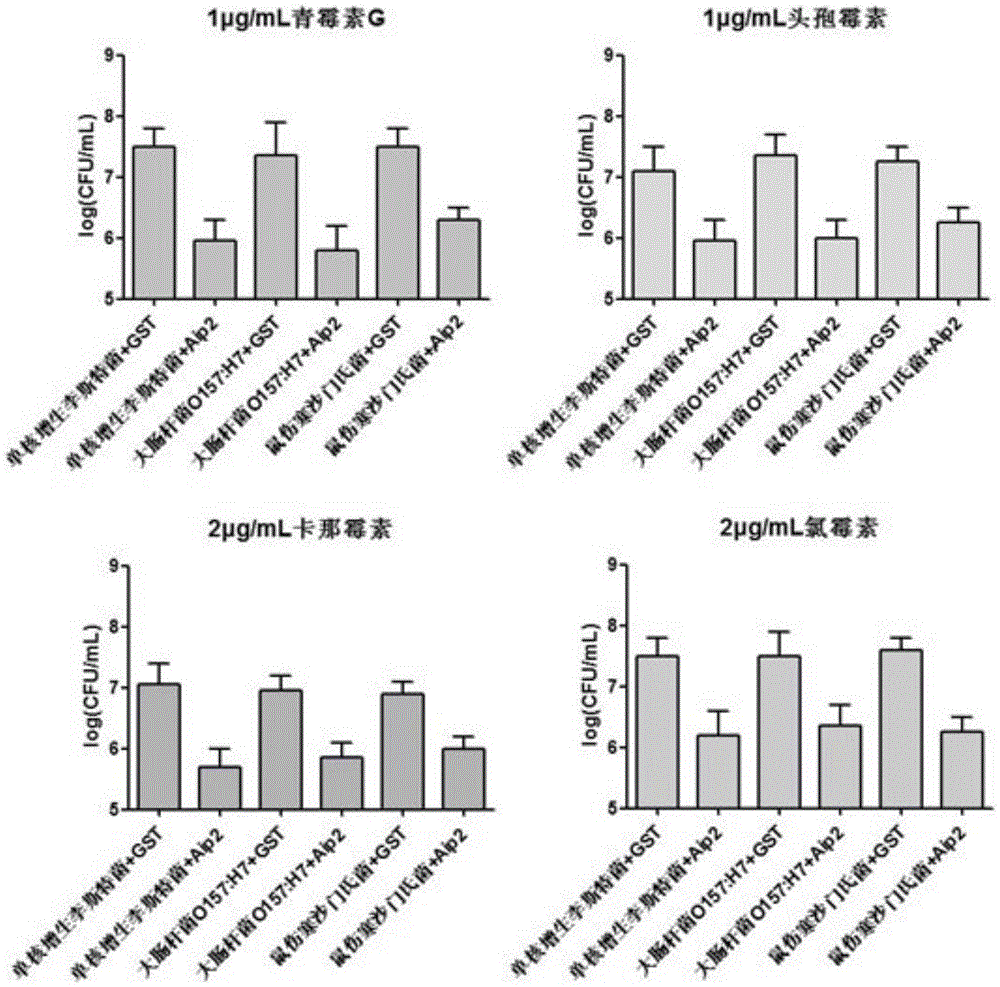 Bifidobacterium longum protein, and preparation method and medical application thereof