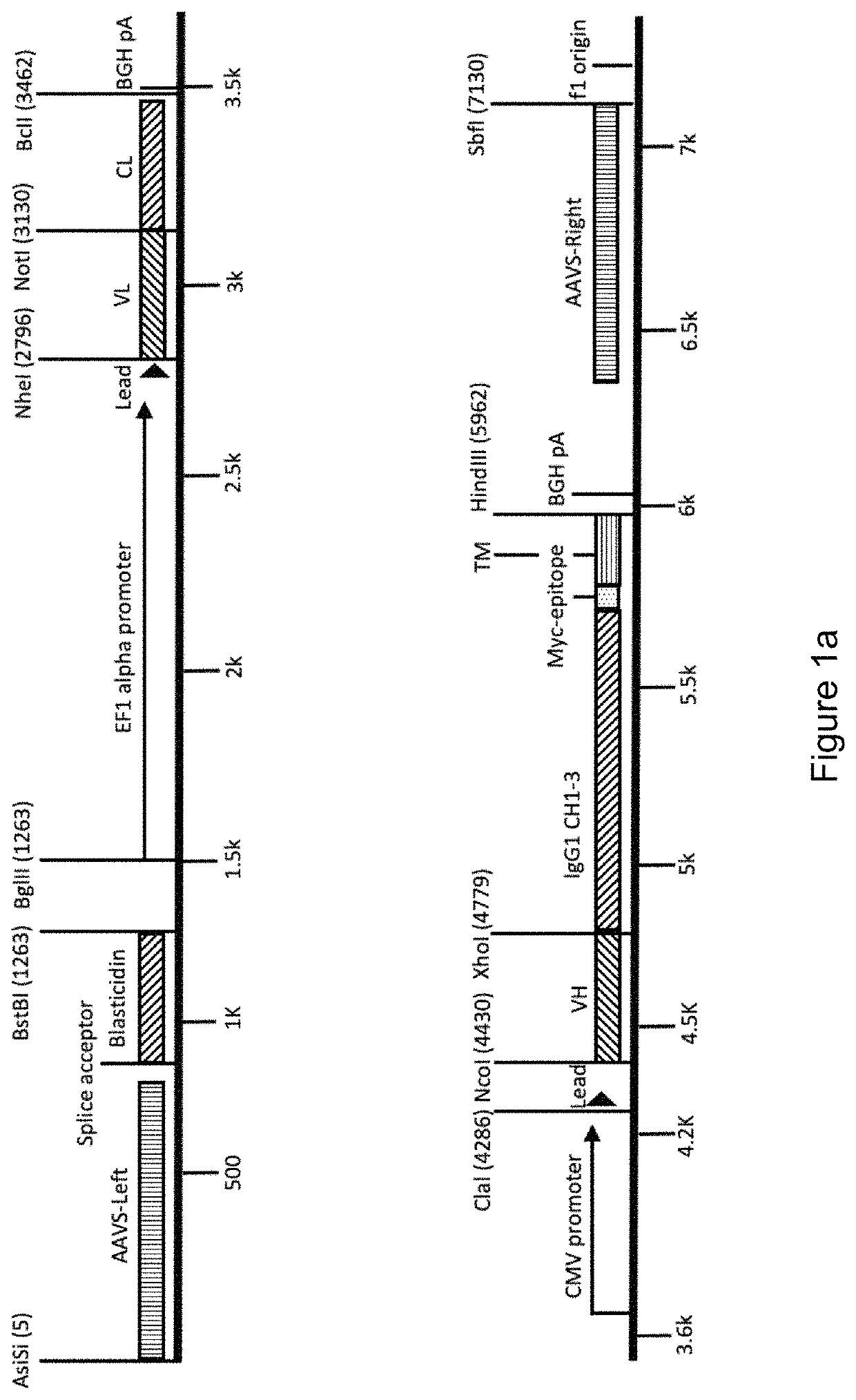 Selecting for developability of polypeptide drugs in eukaryotic cell display systems