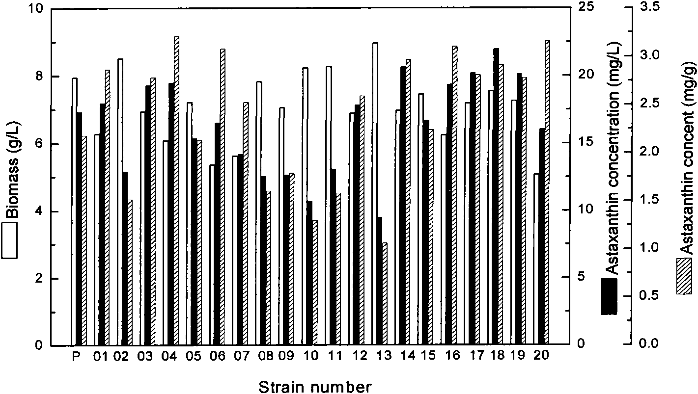 Astaxanthin-producing strain, mutagenesis and screening method and application thereof