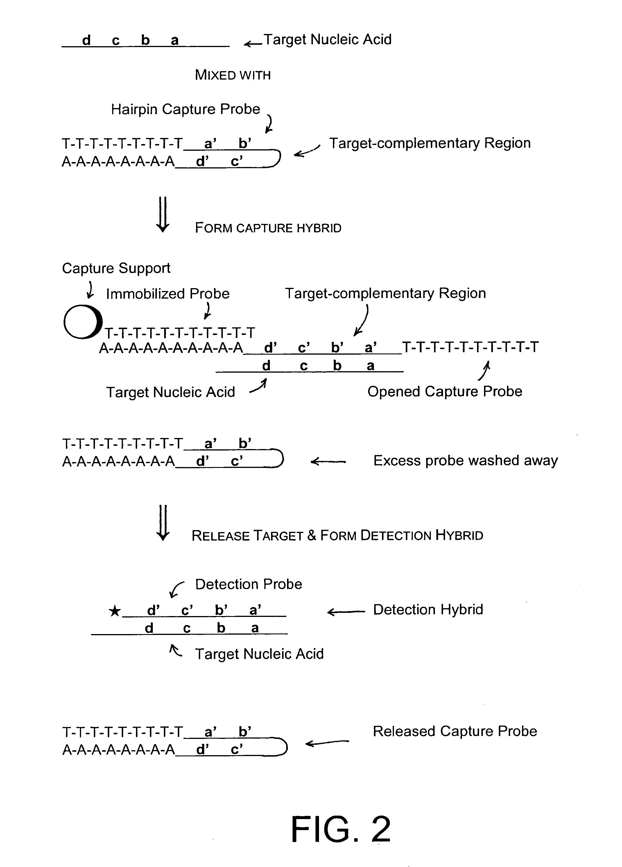 Methods and compositions to detect nucleic acids in a biological sample