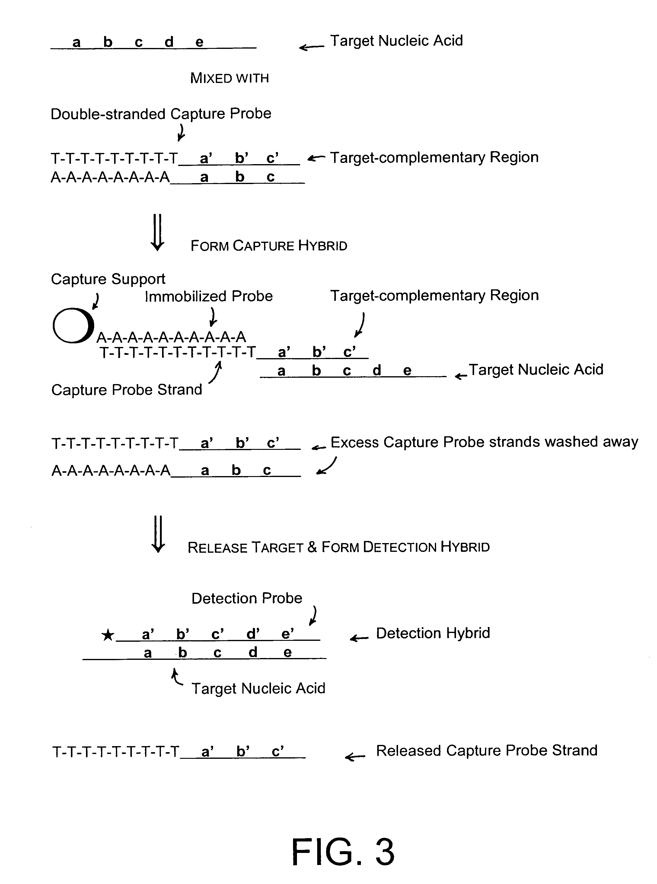 Methods and compositions to detect nucleic acids in a biological sample