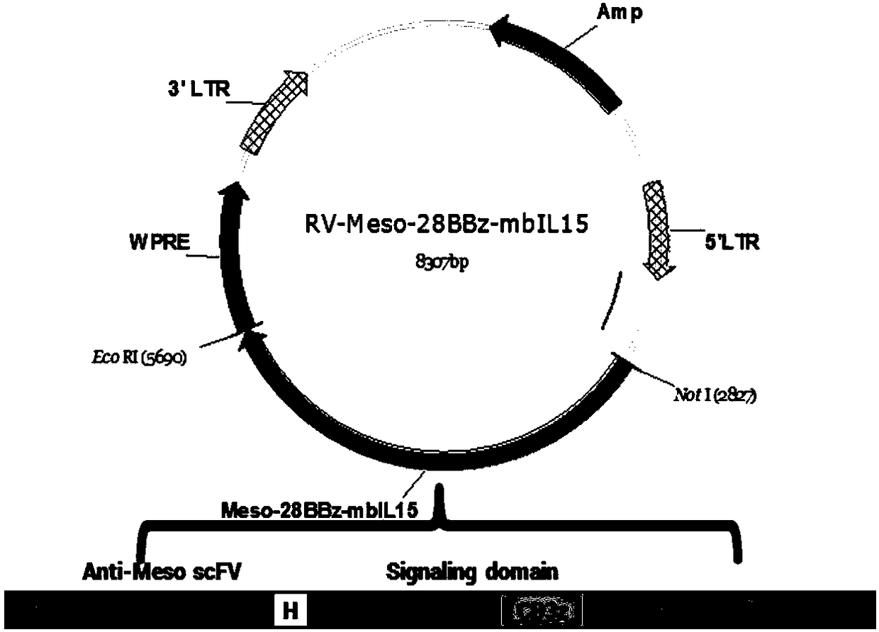 Chimeric antigen receptor of targeted mesothelin and method and use for jointly expressing IL-15