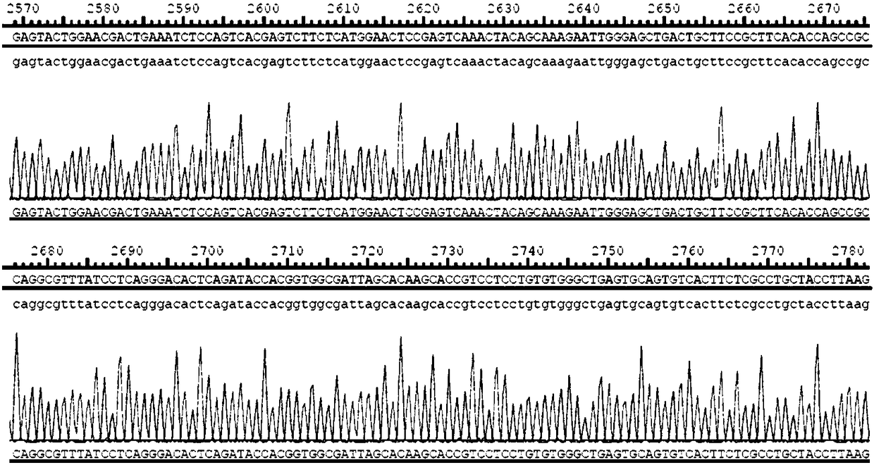 Chimeric antigen receptor of targeted mesothelin and method and use for jointly expressing IL-15