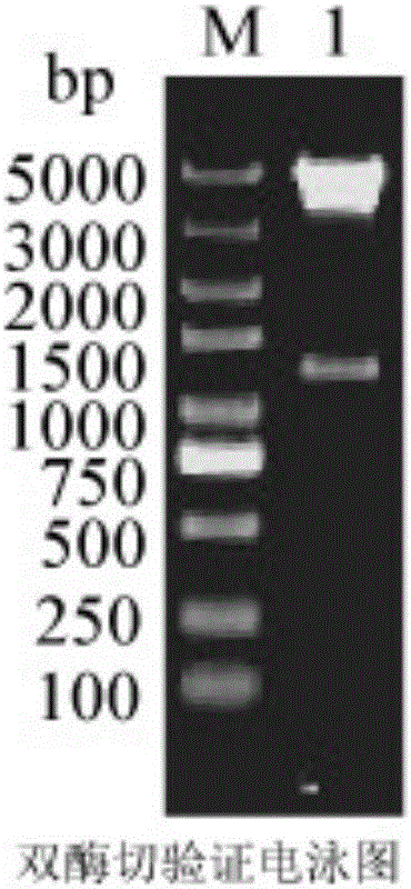 Method for improving exocytosis level of recombinant protein of escherichia coli based on dacA