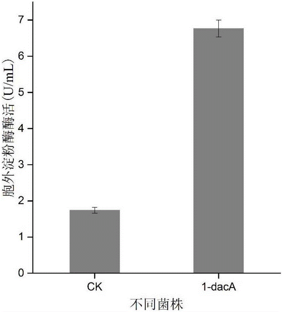 Method for improving exocytosis level of recombinant protein of escherichia coli based on dacA