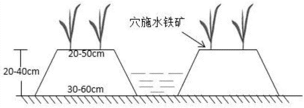 Agricultural and chemical regulation method capable of reducing arsenic absorption of rice