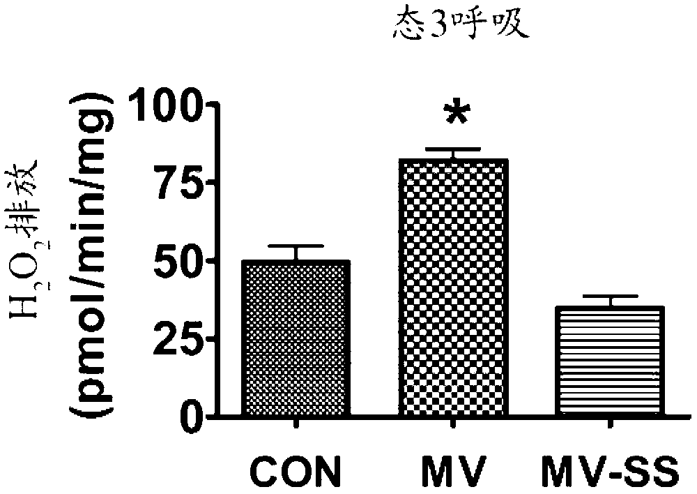 Mitochondrial-targeted antioxidants protect against mechanical ventilation-induced diaphragm dysfunction and skeletal muscle atrophy