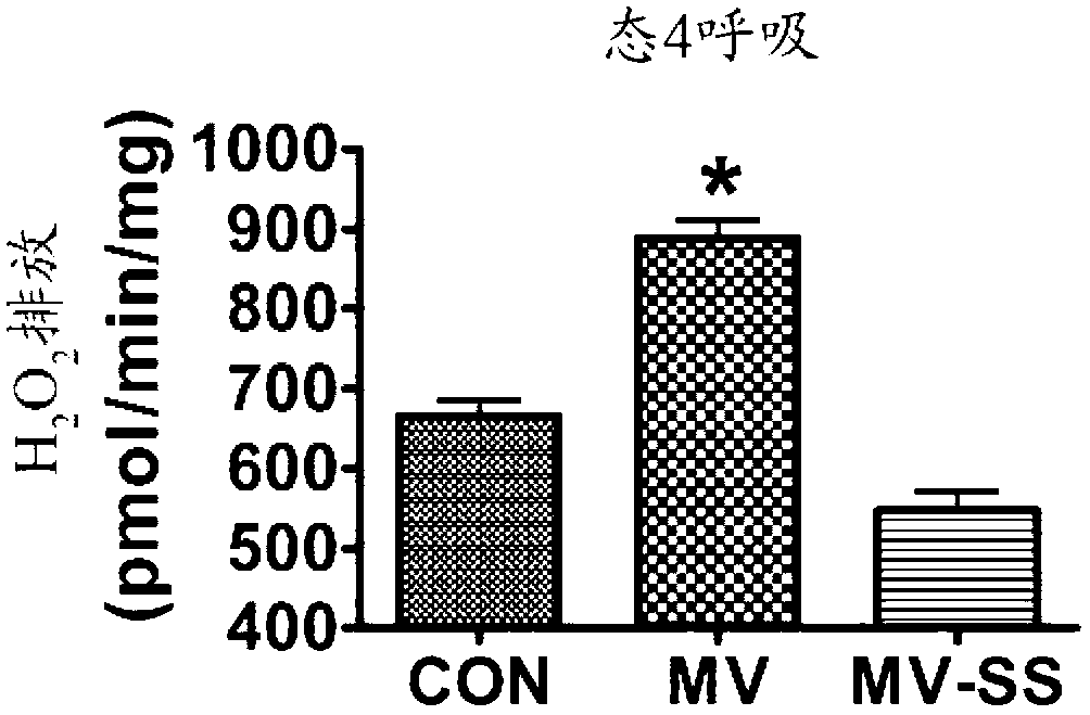 Mitochondrial-targeted antioxidants protect against mechanical ventilation-induced diaphragm dysfunction and skeletal muscle atrophy