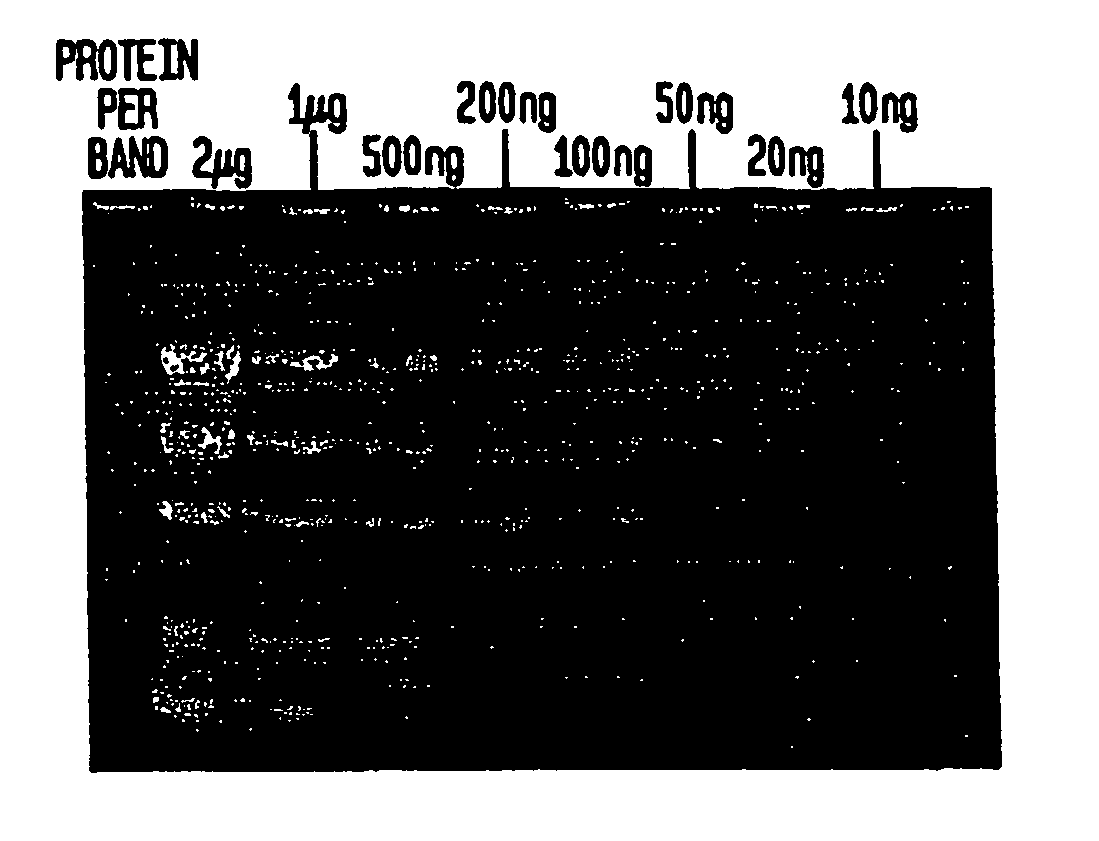 In-gel fluorescent protein staining technique