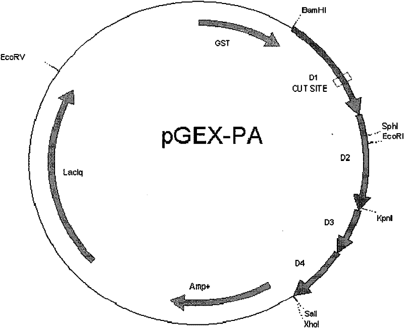 Protective antigen mutant of Bacillus anthracis