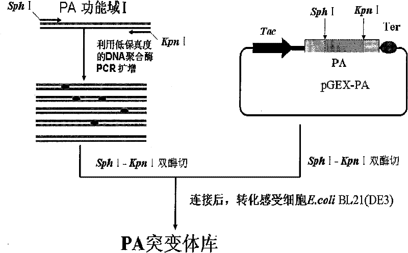 Protective antigen mutant of Bacillus anthracis