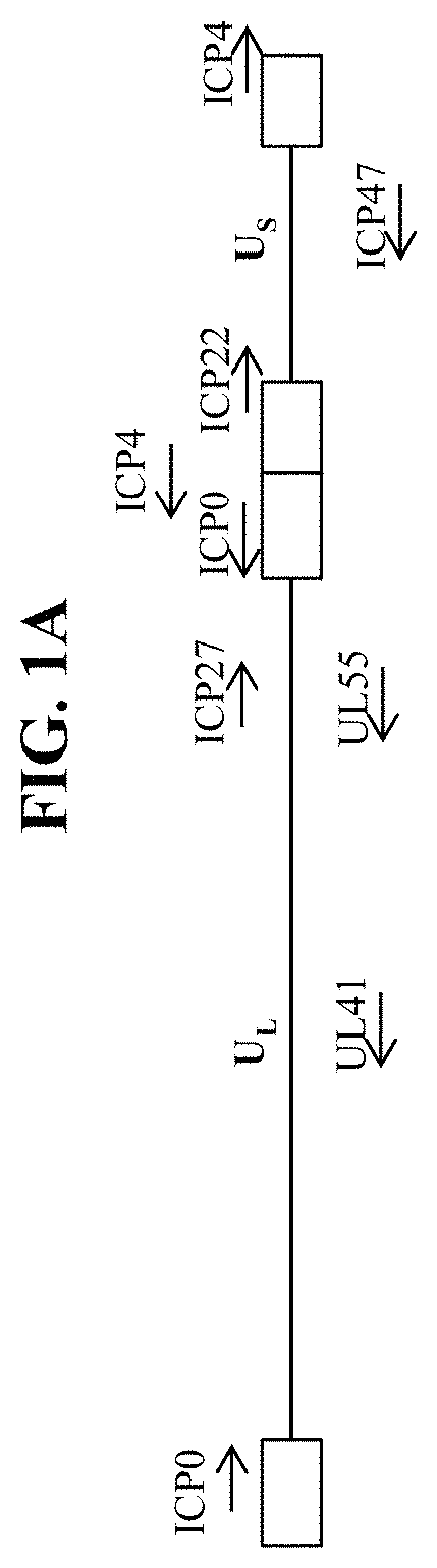 Recombinant nucleic acids encoding cosmetic protein(s) for aesthetic applications