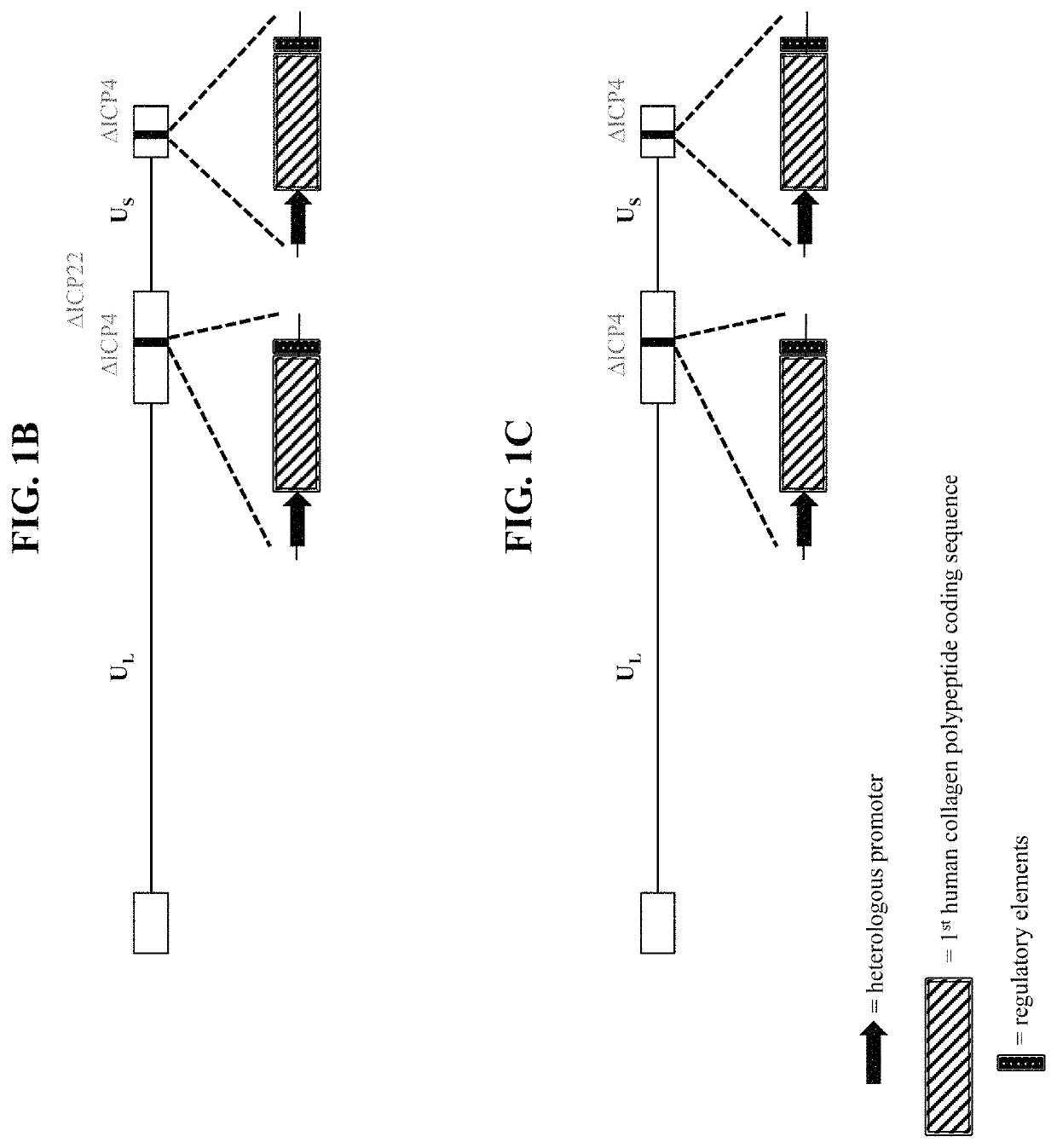 Recombinant nucleic acids encoding cosmetic protein(s) for aesthetic applications