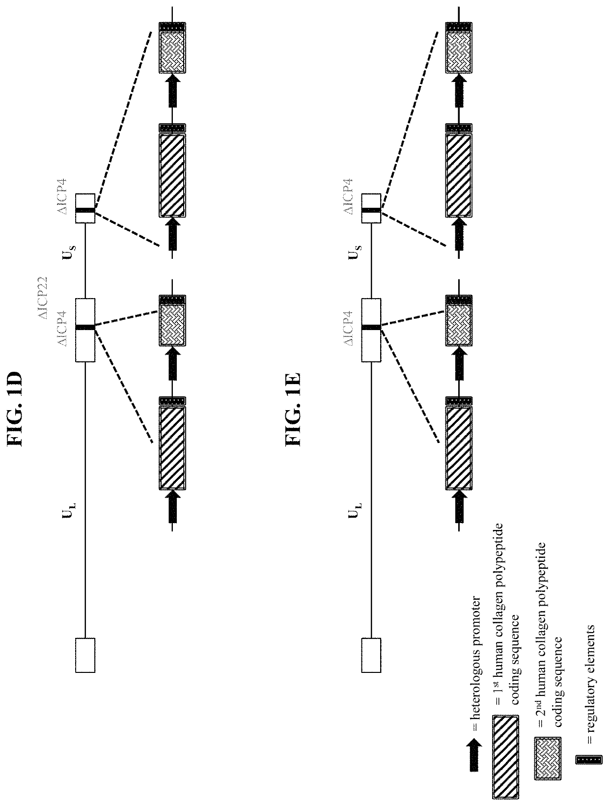 Recombinant nucleic acids encoding cosmetic protein(s) for aesthetic applications