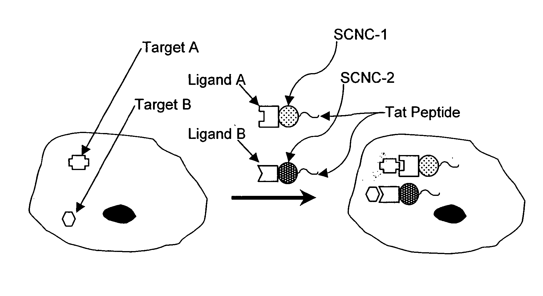 Method for enhancing transport of semiconductor nanocrystals across biological membranes