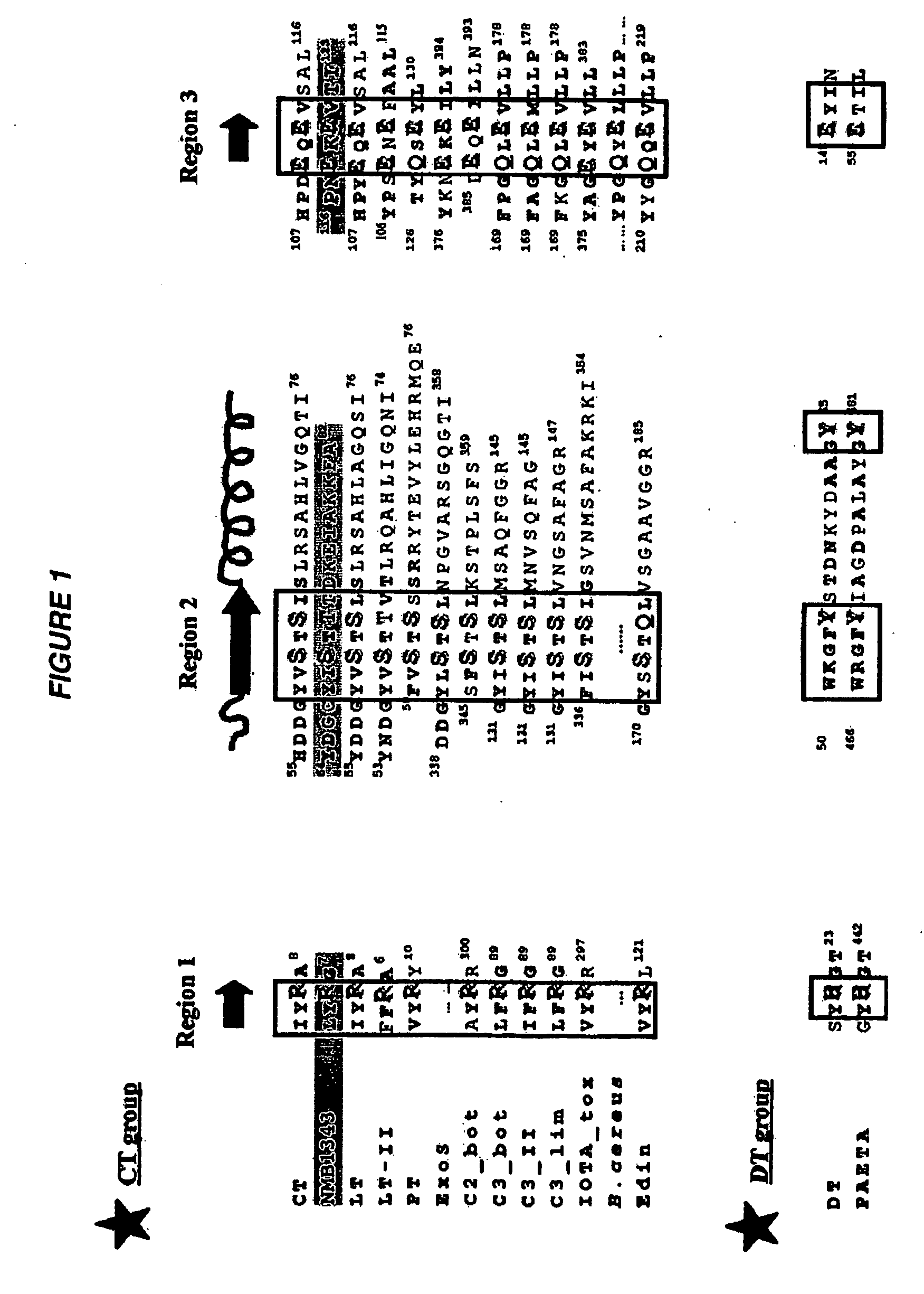 Adp-ribosylating bacterial toxins