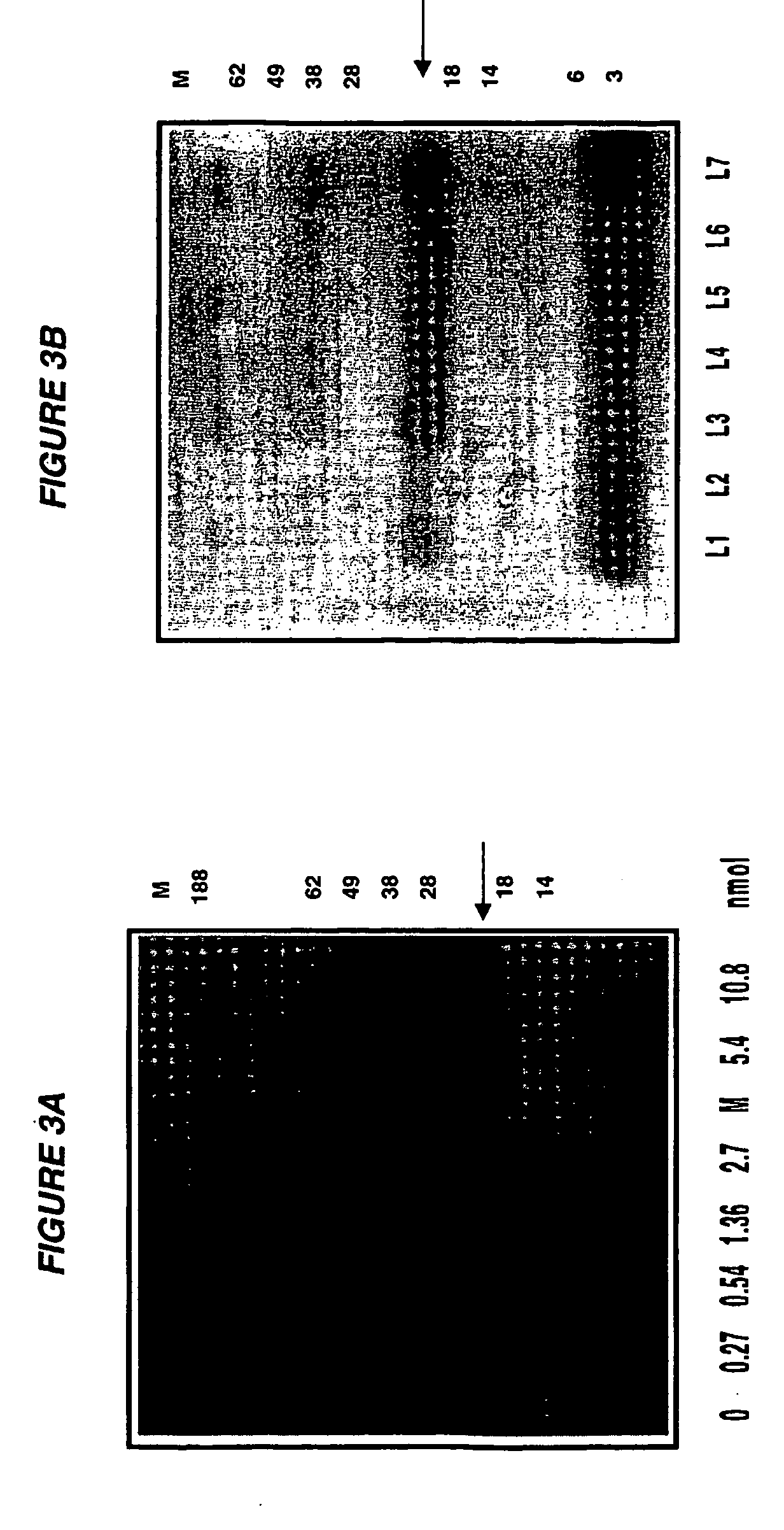 Adp-ribosylating bacterial toxins