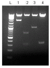 Preparation method of antigen-specific cytotoxicity T lymphocytes