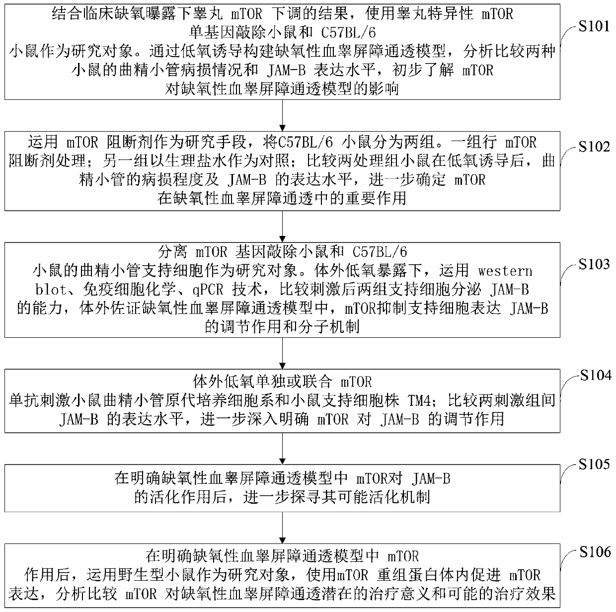 Method for constructing a mouse model of an action mechanism in hypoxic blood-testis-barrier permeability