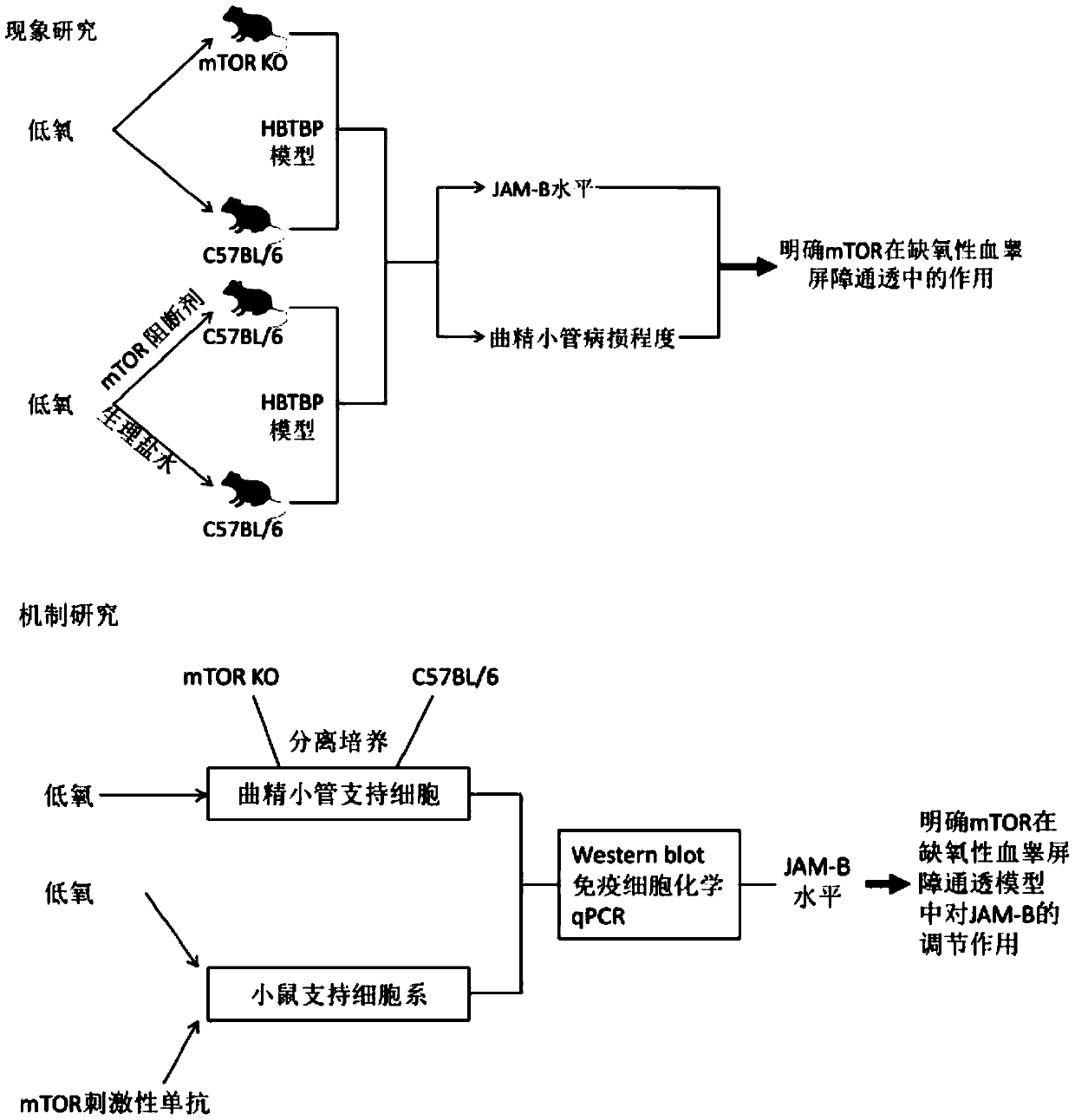 Method for constructing a mouse model of an action mechanism in hypoxic blood-testis-barrier permeability