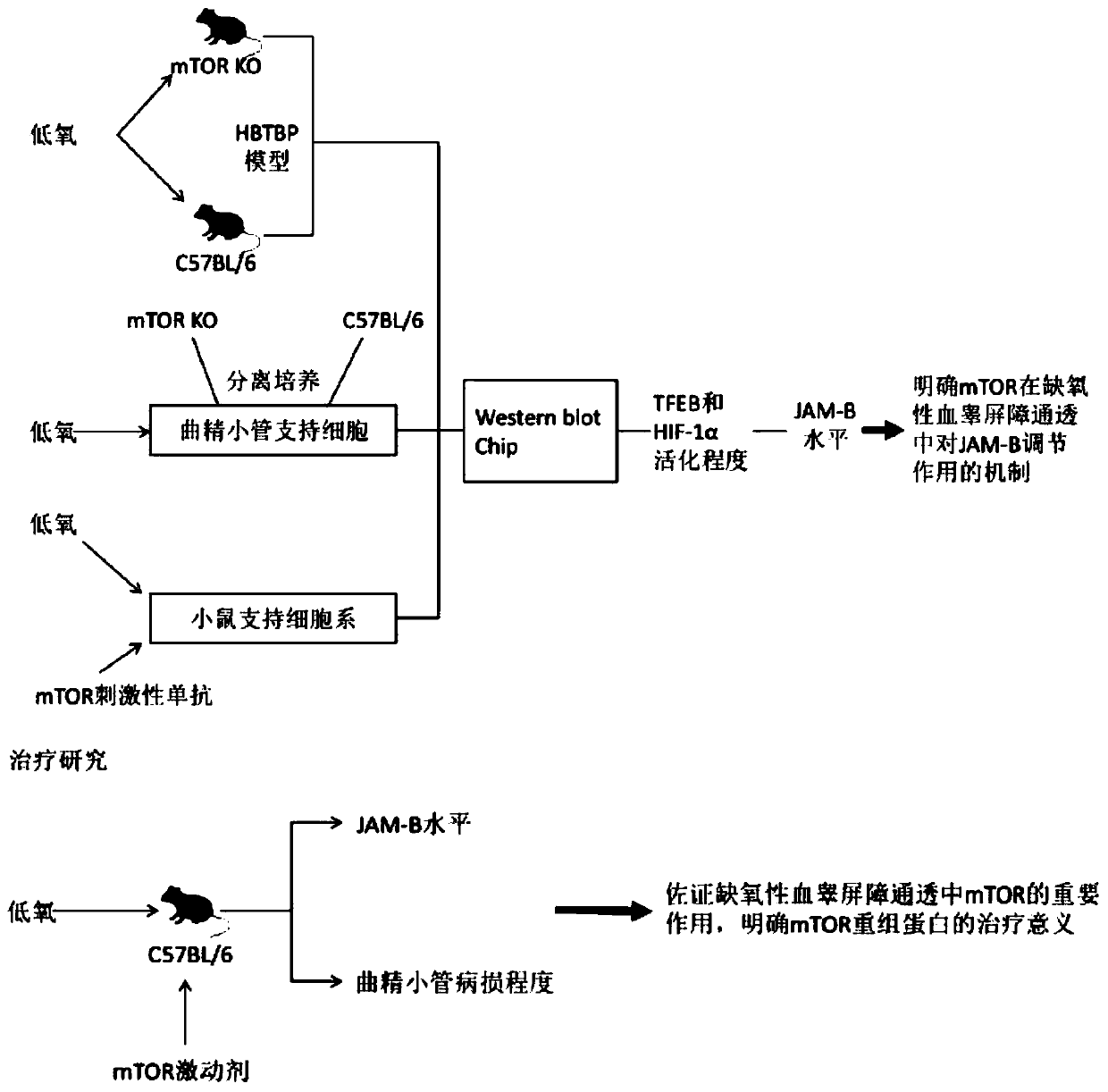 Method for constructing a mouse model of an action mechanism in hypoxic blood-testis-barrier permeability