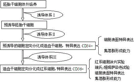 Method for inducing embryonic stem cells to be differentiated into erythroid cells in vitro