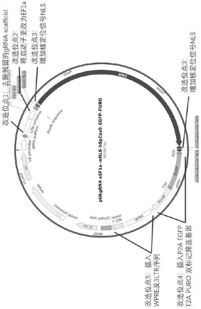 CRISPR system and application thereof in constructing LRP5 gene mutation osteoporosis cloned pig nuclear donor cell