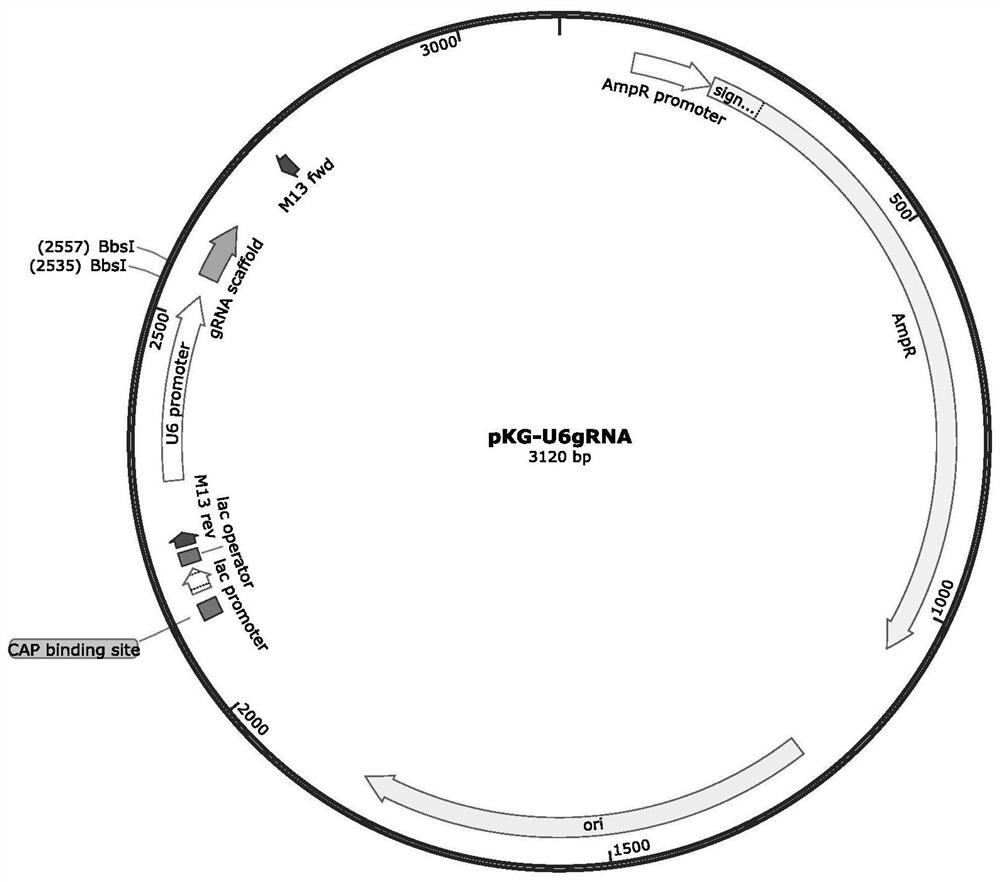 CRISPR system and application thereof in constructing LRP5 gene mutation osteoporosis cloned pig nuclear donor cell