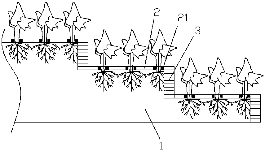 Ecological structure and ecological protection method of sponge slope land for disaster prevention