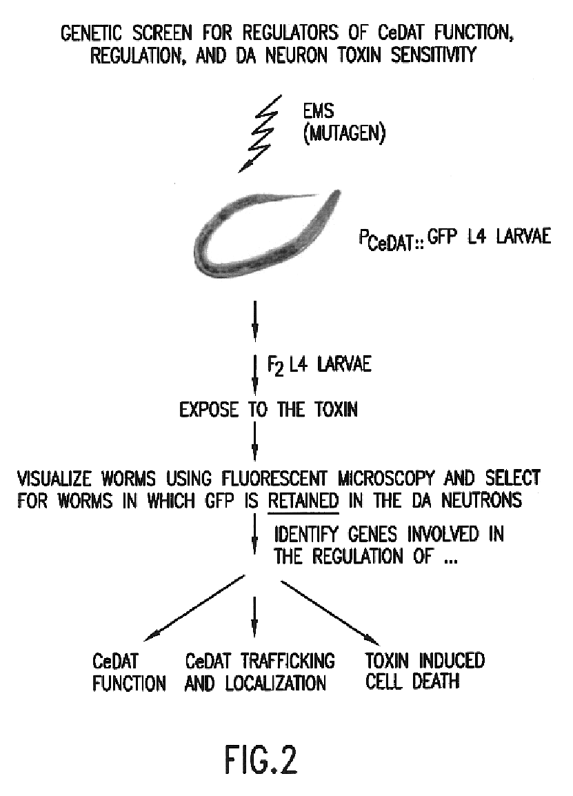 Assay for toxin induced neuronal degeneration and viability in C. elegans