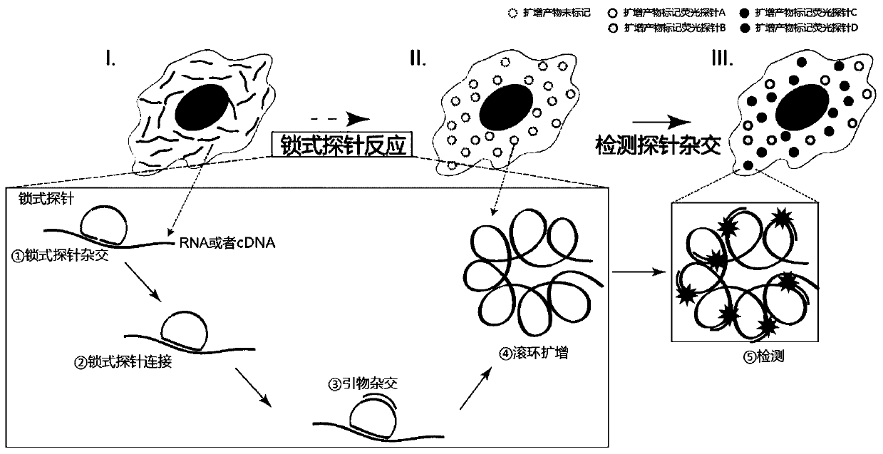 In-situ multiplex nucleic acid detection method