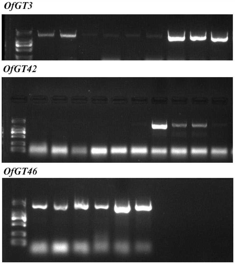 Salt-resistant related gene of osmanthus fragrans and encoding protein and application of salt-resistant related gene