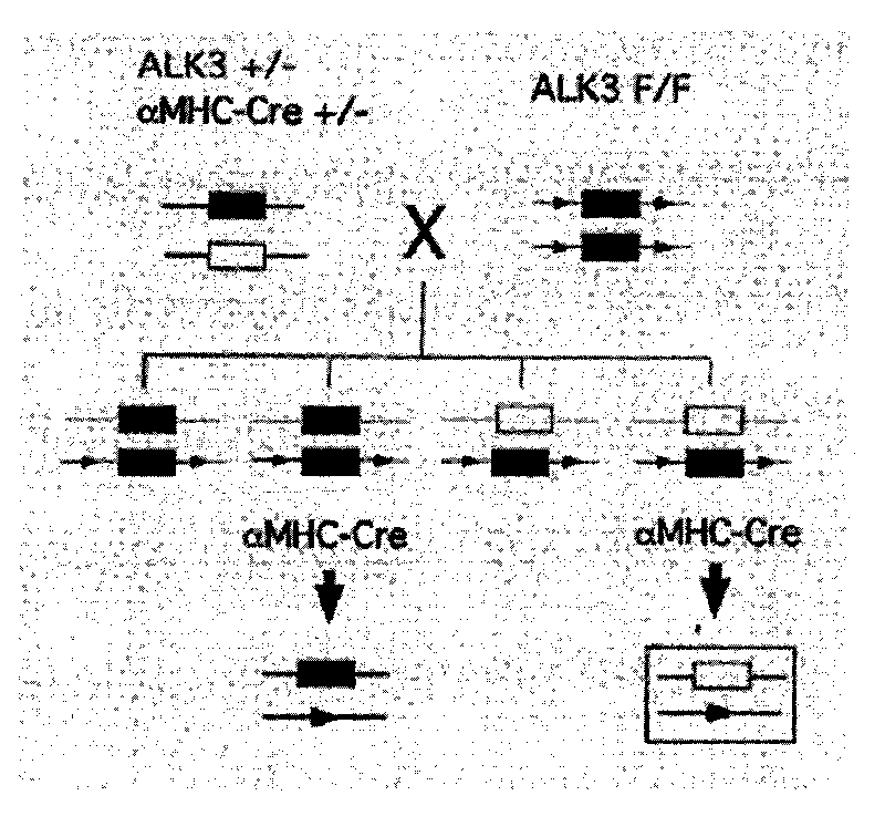 Method for searching ALK3 downstream gene related to congenital heart disease-ventricular septal defect