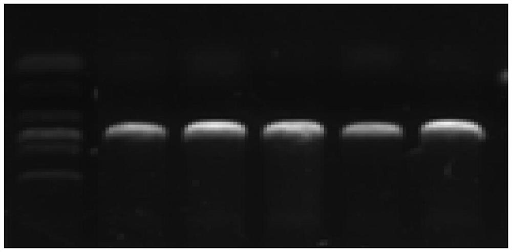 Group of molecular markers related to hair fiber diameter of long-hair rabbit and application of molecular markers