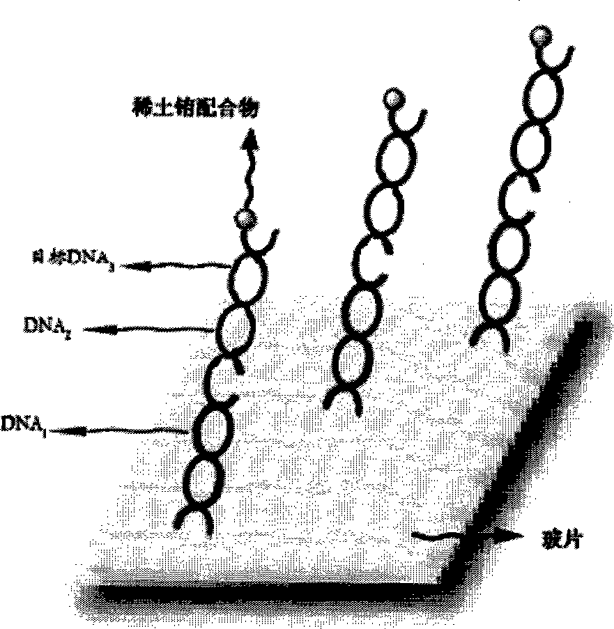 Functional rareearth complexes long-life fluorochrome, synthesis and uses thereof