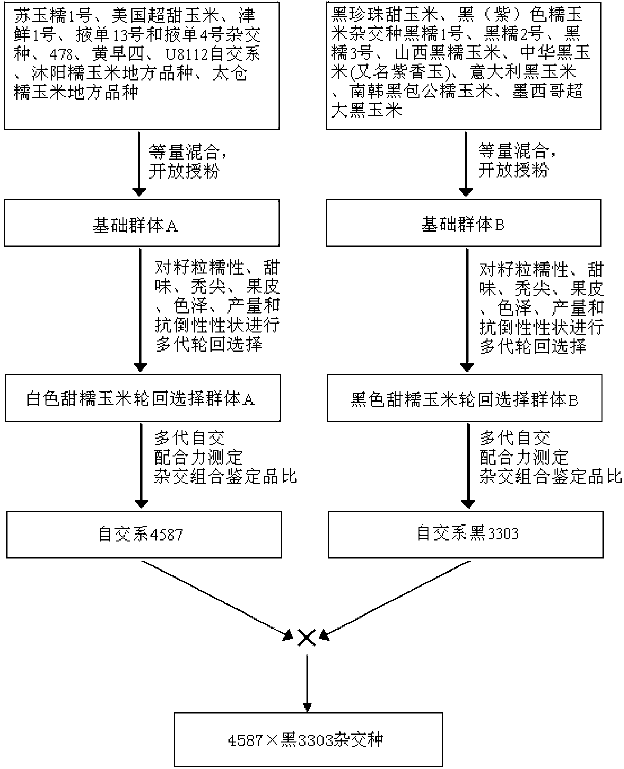 Breeding method for black and white sweet glutinous hybrid maize