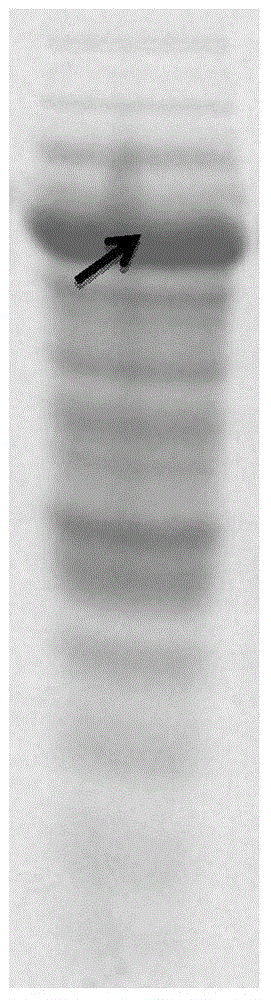 Hi (Haemophilus influenza) fusion protein as well as construction method and application thereof