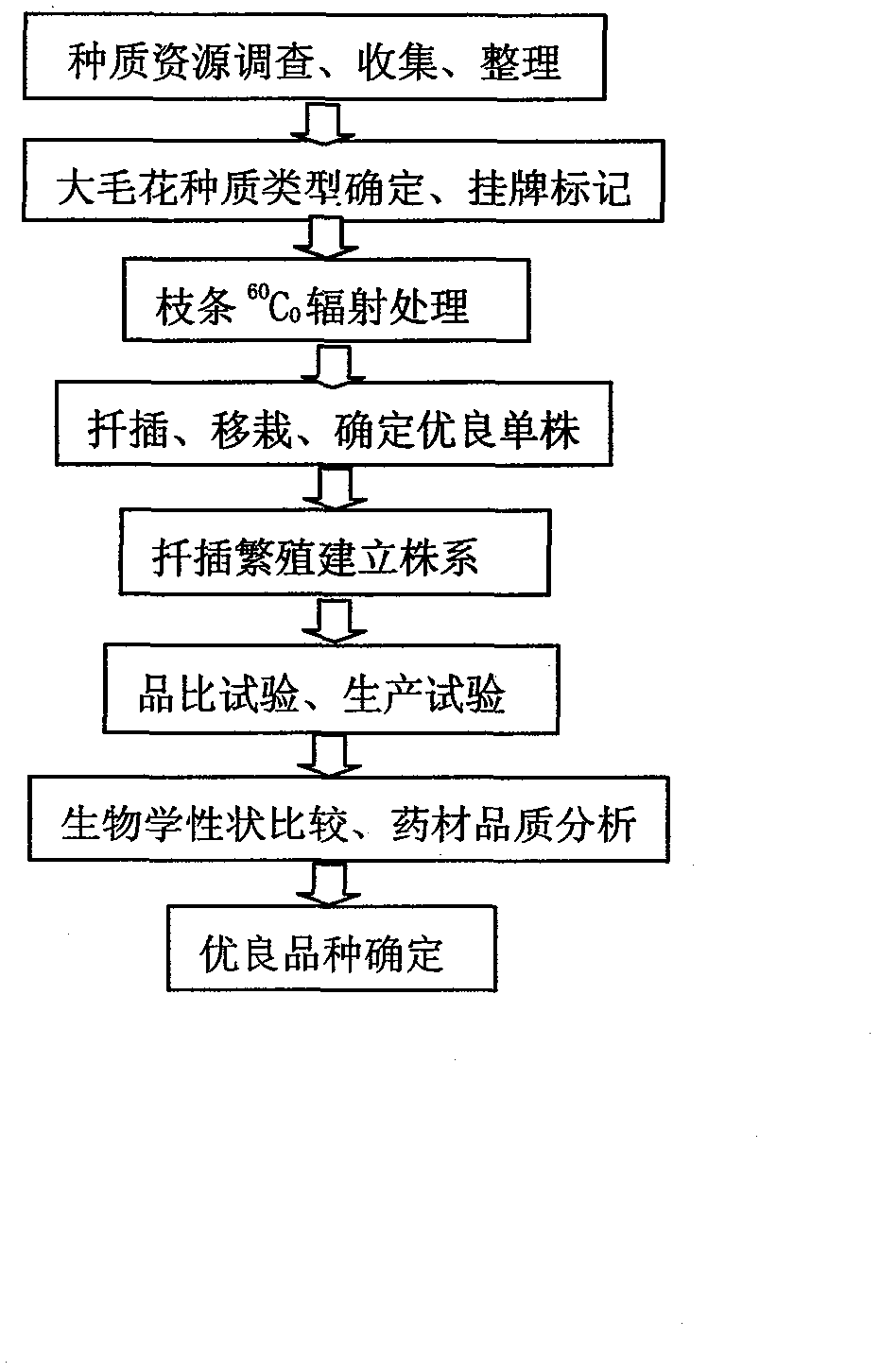 Breeding method for improved variety of Lonicera japonica Thunb No.1