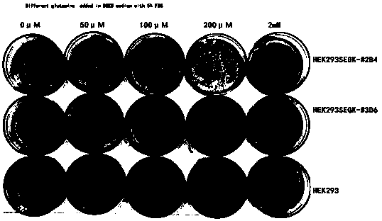 Method for screening glutamine synthetase-deficient HEK293 cell line